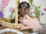5 chiots Berger Américain Miniature LOF à réserver, dès 1250 euros