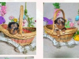 Réservation pour 8 chiots Berger Américain Miniature, 4 mâles et 4 femelles LOF nés en janvier 2025