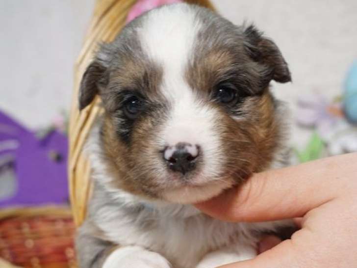 Réservez nos 6 chiots Berger Américain Miniature, 4 mâles et 2 femelles LOF de mars 2025