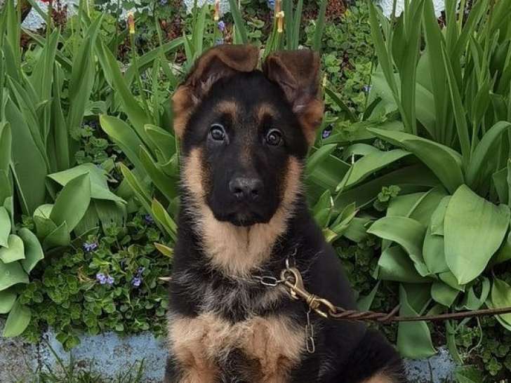 À vendre, 1 chiot mâle Berger Allemand (LOF)