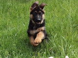 À vendre, 1 chiot mâle Berger Allemand (LOF)
