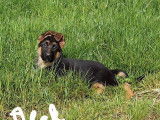 À vendre, 1 chiot mâle Berger Allemand (LOF)