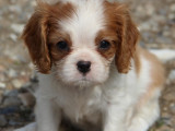 Magnifiques chiots Cavalier King Charles LOF  à vendre