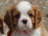 Magnifiques chiots Cavalier King Charles LOF  à vendre