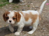 Magnifiques chiots Cavalier King Charles LOF  à vendre