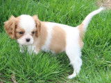 Magnifiques chiots Cavalier King Charles LOF  à vendre