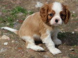 Magnifiques chiots Cavalier King Charles LOF  à vendre