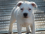 1 chiot mâle Staffordshire Bull Terrier LOF à vendre