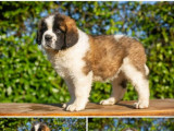 9 chiots Saint-Bernard disponibles à la vente (LOF)