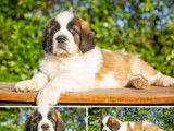 9 chiots Saint-Bernard disponibles à la vente (LOF)