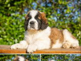 9 chiots Saint-Bernard disponibles à la vente (LOF)