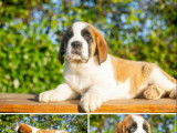 9 chiots Saint-Bernard disponibles à la vente (LOF)