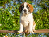 9 chiots Saint-Bernard disponibles à la vente (LOF)