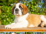 9 chiots Saint-Bernard disponibles à la vente (LOF)
