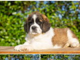 9 chiots Saint-Bernard disponibles à la vente (LOF)