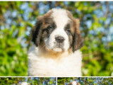 9 chiots Saint-Bernard disponibles à la vente (LOF)