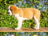 9 chiots Saint-Bernard disponibles à la vente (LOF)