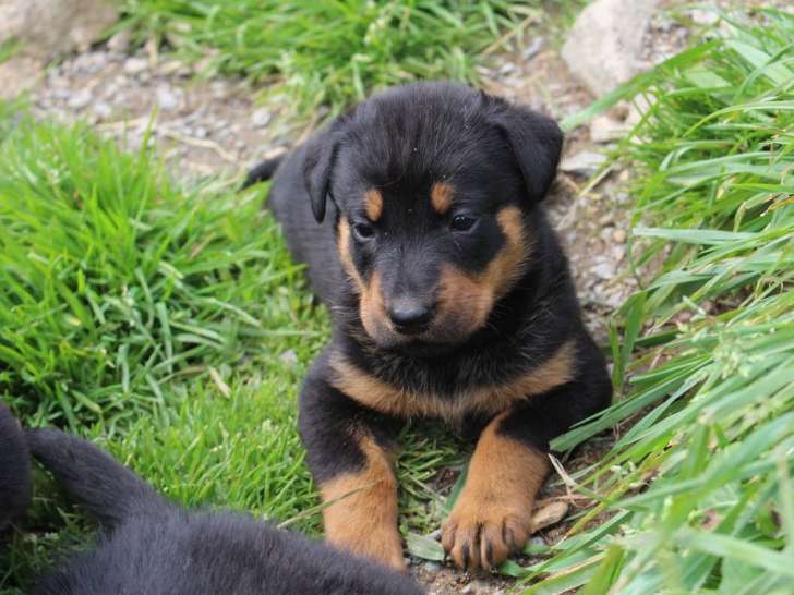 À vendre, 5 chiots mâles Beaucerons (LOF)