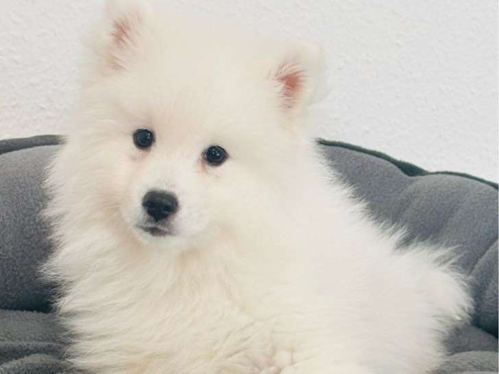 Chiot mâle Spitz Japonais LOF disponible à l’achat