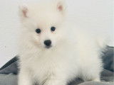 Chiot mâle Spitz Japonais LOF disponible à l’achat