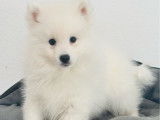 Chiot mâle Spitz Japonais LOF disponible à l’achat