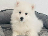 Chiot mâle Spitz Japonais LOF disponible à l’achat