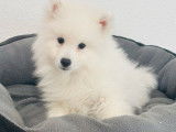 Chiot mâle Spitz Japonais LOF disponible à l’achat