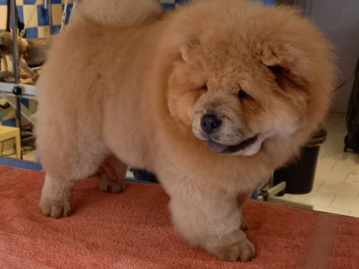 Chiots de race Chow Chow à vendre (1 femelle & 1 mâle)