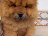 Chiots de race Chow Chow à vendre (1 femelle & 1 mâle)