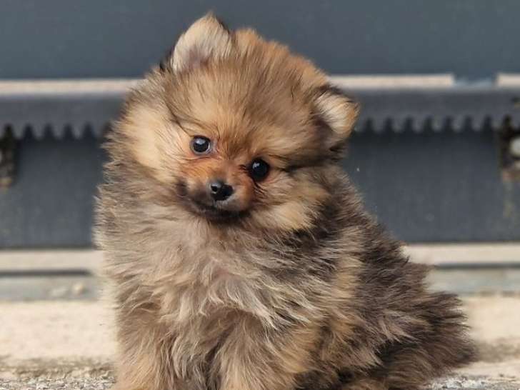 3 chiots Spitz Allemands LOF à vendre