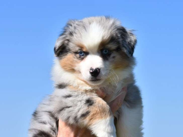 Chiot femelle Berger Américain Miniature LOF disponible à la réservation