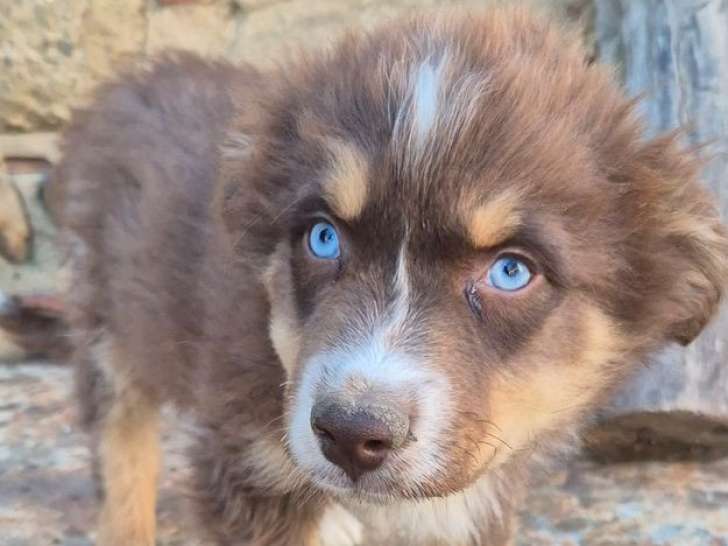 Chiots Bergers Australiens rouges tricolores LOF à vendre