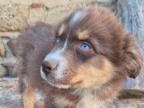 Chiots Bergers Australiens rouges tricolores LOF à vendre