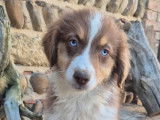Chiots Bergers Australiens rouges tricolores LOF à vendre