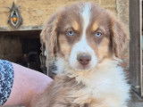 Chiots Bergers Australiens rouges tricolores LOF à vendre