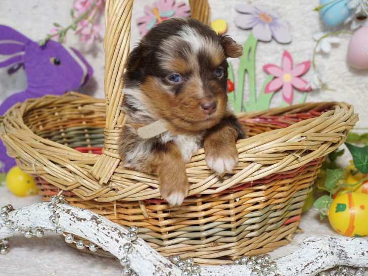 À réserver, 8 chiots Berger Américain Miniature LOF de mars 2025, 3 mâles et 5 femelles pelages variés