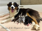 5 chiots Berger Américain Miniature LOF, pelages variés, nés en mars 2025 à réserver