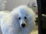 Femelle Grand Caniche de 1 an à vendre