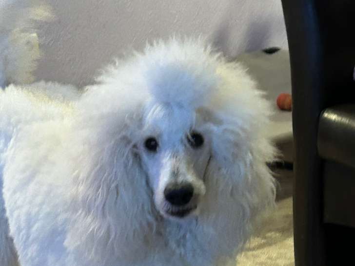 Femelle Grand Caniche de 1 an à vendre