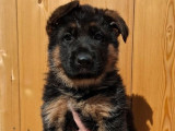 Chiots Bergers Allemands LOF à vendre