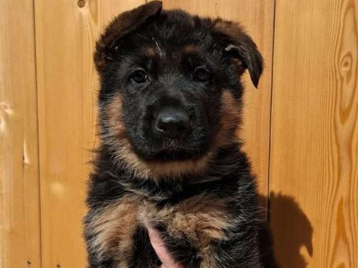 Chiots Bergers Allemands LOF à vendre