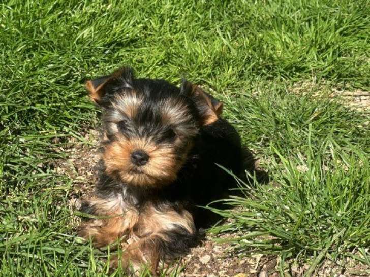 Chiots Yorkshire inscrits LOF d’avril 2025 à vendre