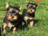 Chiots Yorkshire inscrits LOF d’avril 2025 à vendre