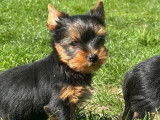 Chiots Yorkshire inscrits LOF d’avril 2025 à vendre