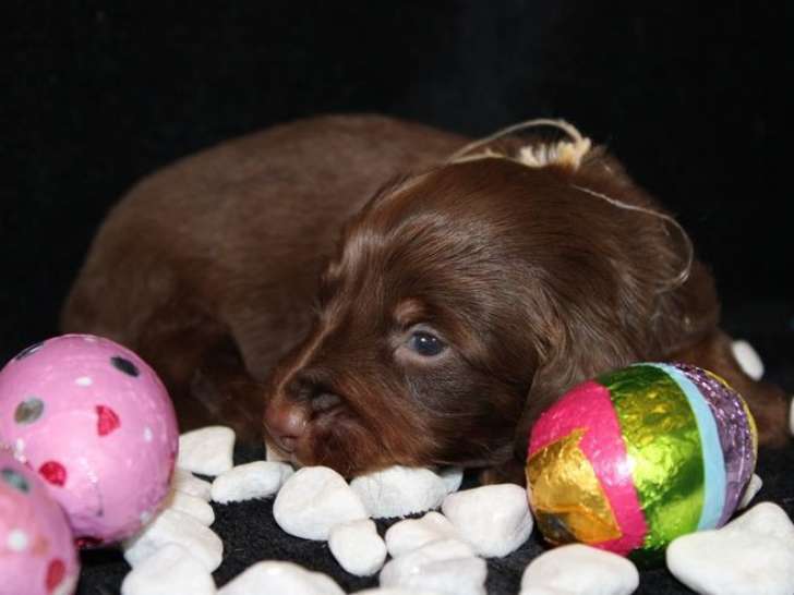 Superbes chiots Teckel Standard Poil Long LOF disponibles