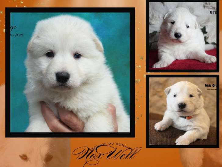 À réserver : Chiots Bergers Blancs Suisses LOF