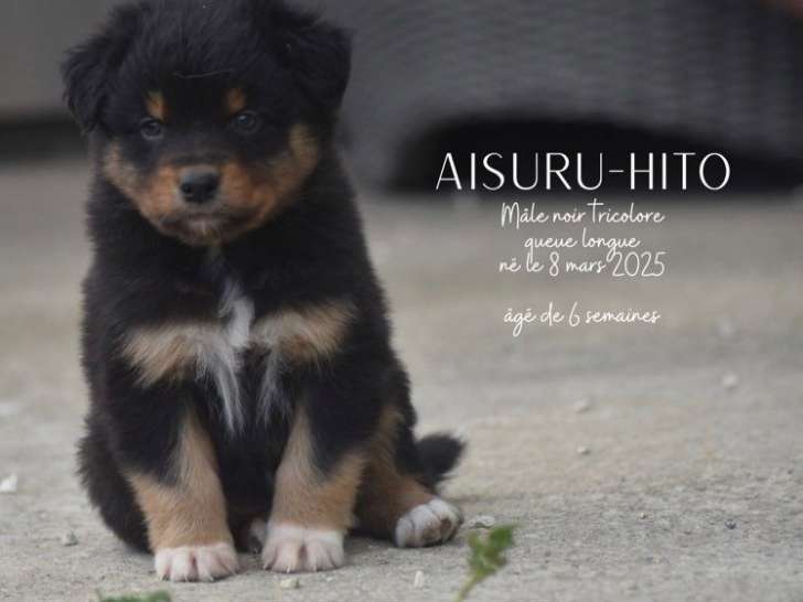 Magnifiques Chiots Bergers Australiens LOF à vendre