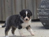 Magnifiques Chiots Bergers Australiens LOF à vendre