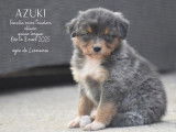 Magnifiques Chiots Bergers Australiens LOF à vendre