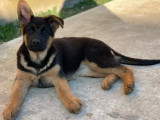 À vendre : Chiot Berger Allemand LOF femelle de décembre 2024
